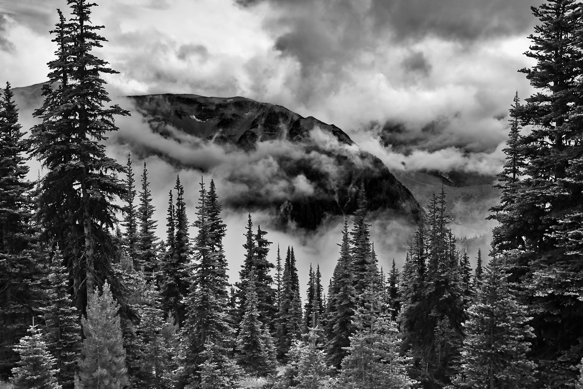 “Evening Masquerade” | Mt Rainier National Park, Ashford, Washington