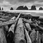 Drift Wood Shi Shi Beach Drift Wood Shi Shi Beach